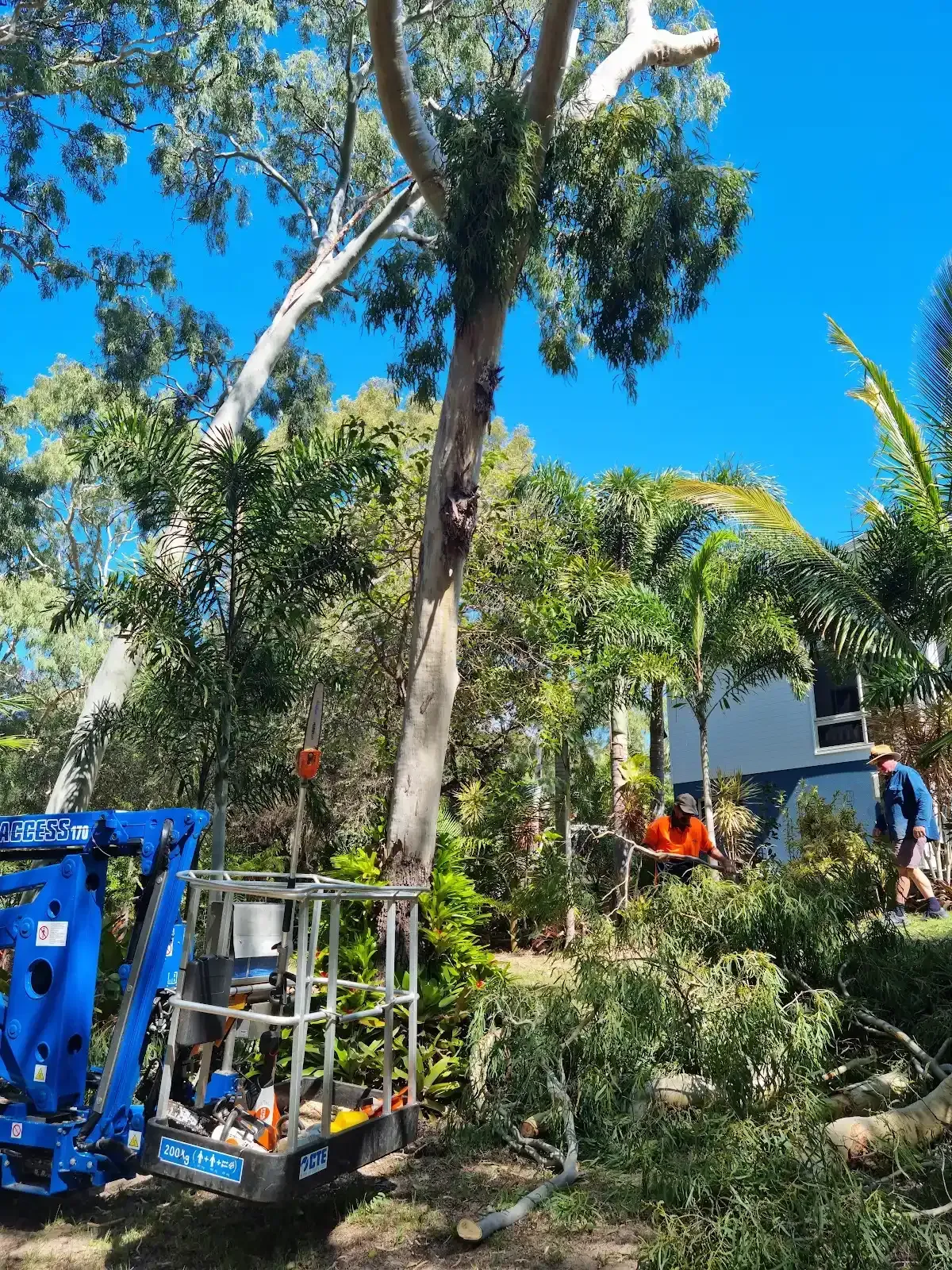 Tree Clean Up