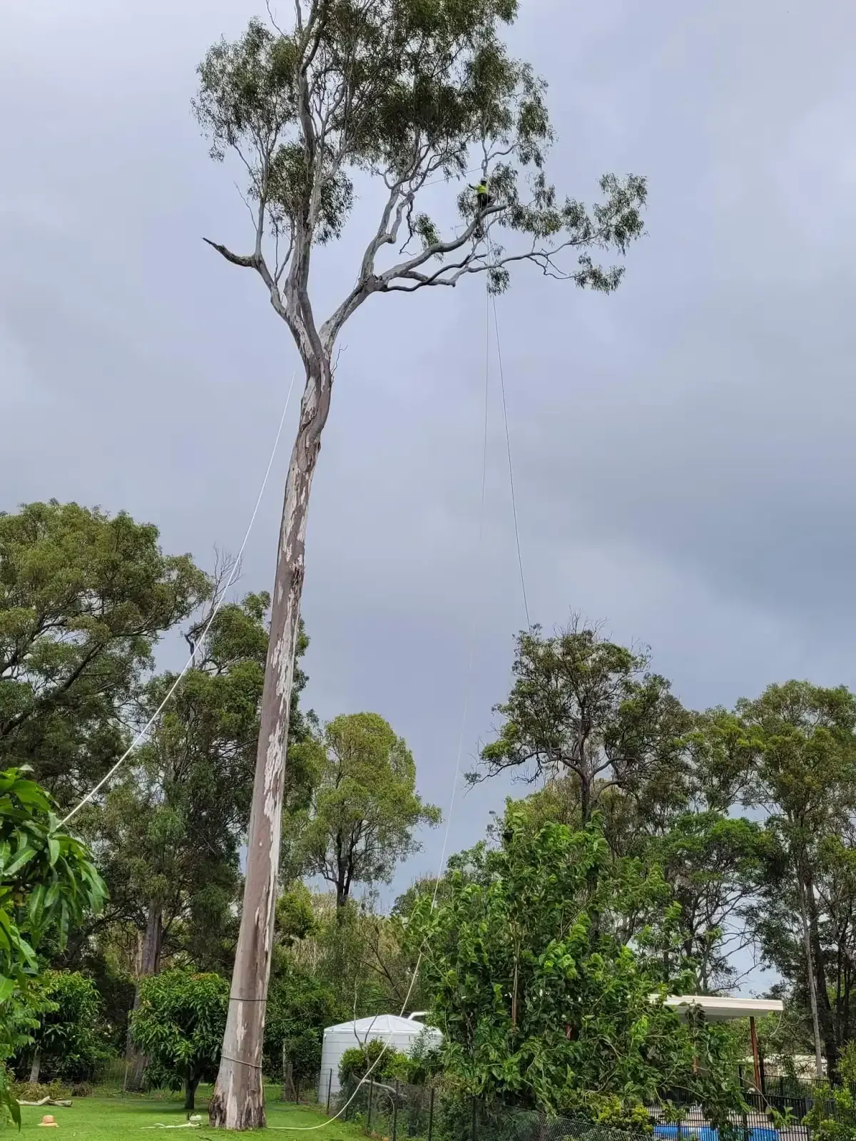 Tree Maintenance