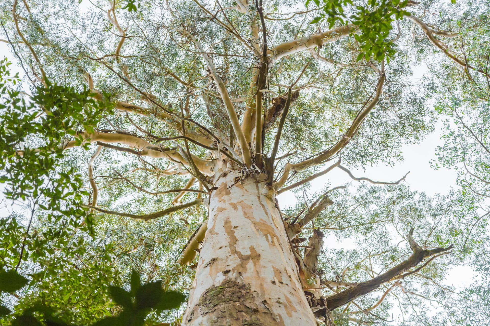 MD Trading Tree Care